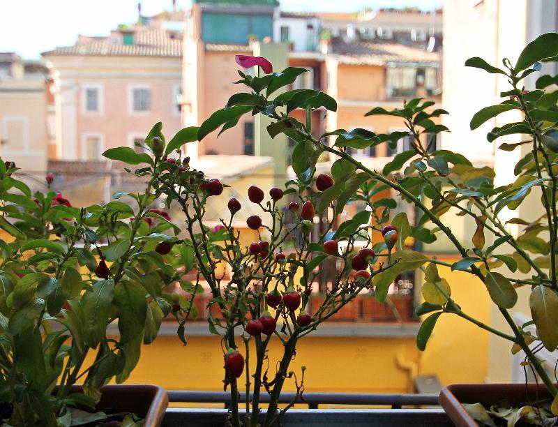 Alojamento de Acomodação e Pequeno-almoço Magenta Pantheon Navona Roma